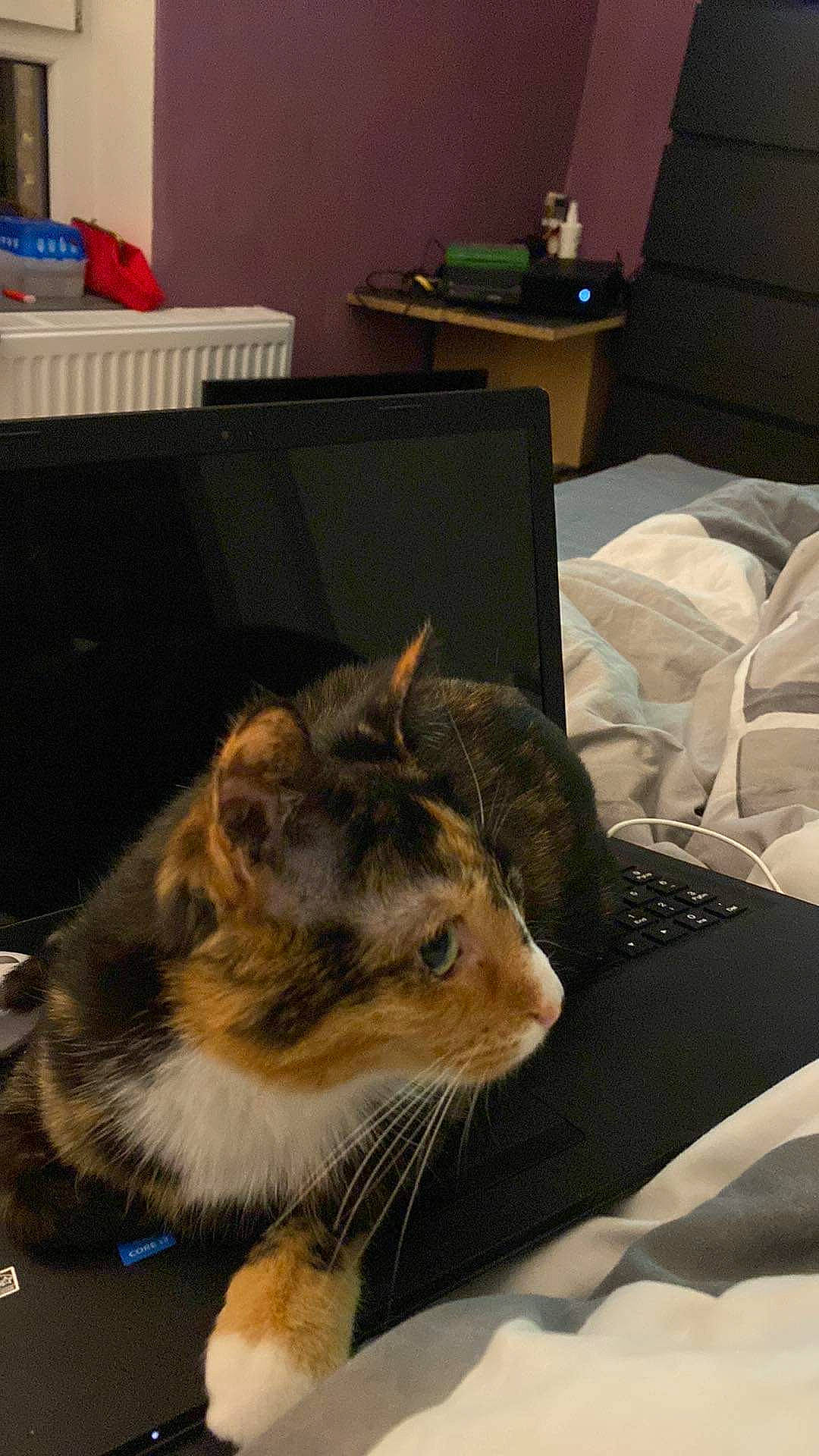 Pepette participe au concours pour gagner de l'argent avec cette photo : carnivore, cat, comfort, computer, computer_keyboard, desk, domestic_short_haired_cat, electronic_device, felidae, fur, input_device, laptop, linens, personal_computer, room, small_to_medium_sized_cats, snout, tail, textile, whiskers