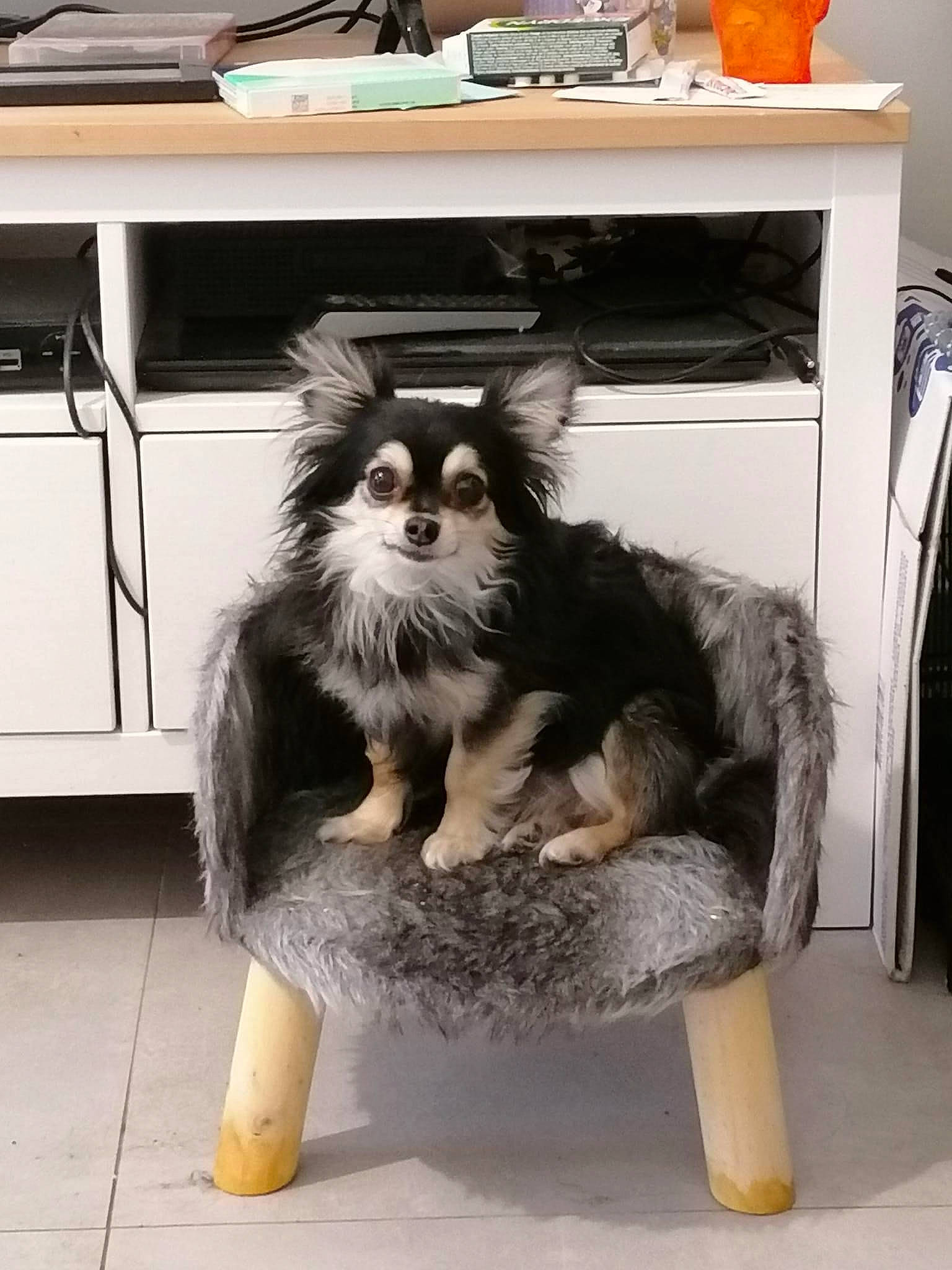 Bubble a rejoint le concours — aidez-le/la à gagner de superbes lots ! art, automotive_design, cabinetry, canidae, carnivore, companion_dog, dog, dog_breed, dog_supply, felidae, flooring, fur, home_appliance, kitchen_appliance, major_appliance, room, sporting_group, working_dog