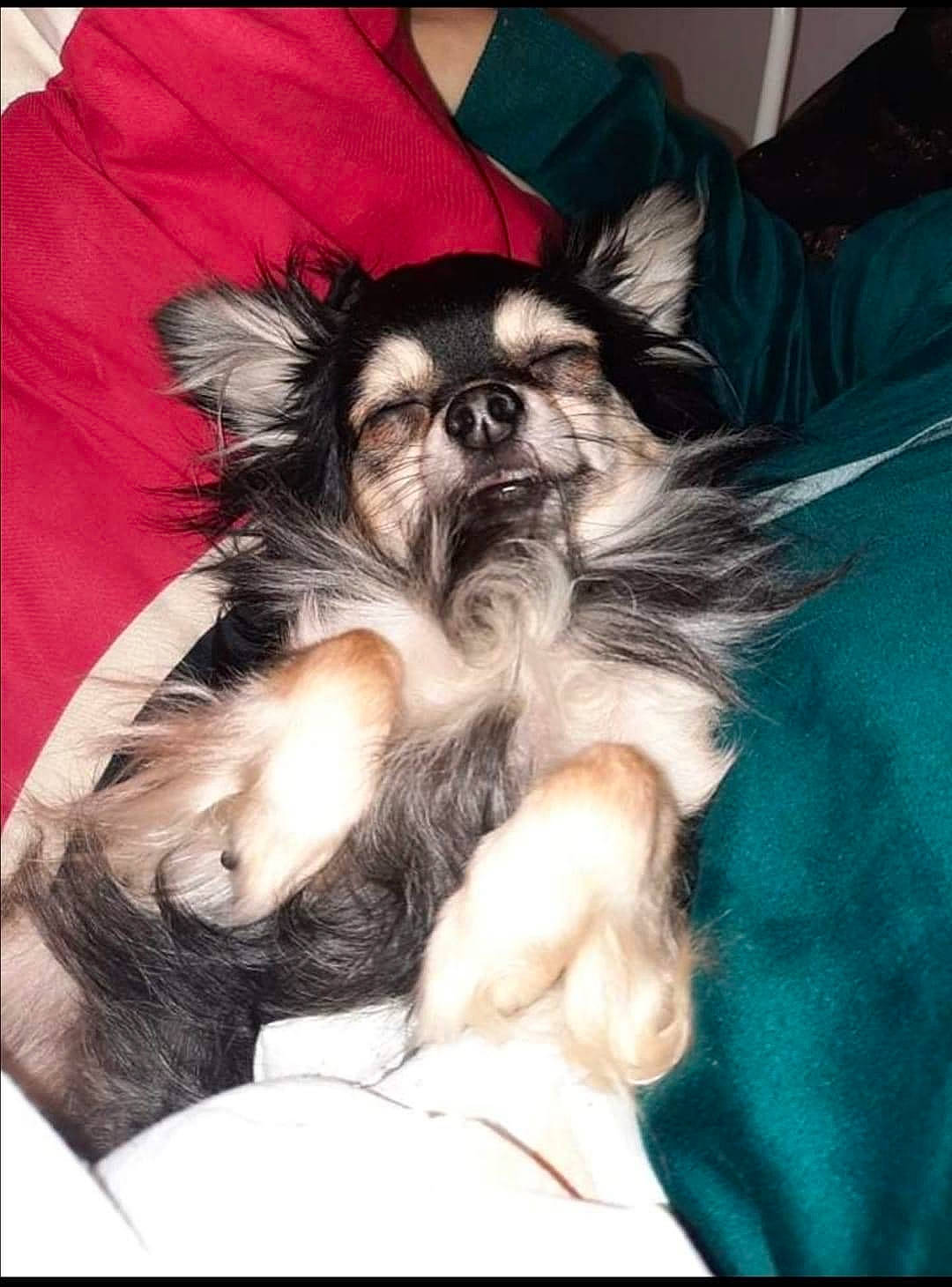 Bubble a rejoint le concours — aidez-le/la à gagner de superbes lots ! canidae, carnivore, comfort, companion_dog, costume, dog, dog_breed, dog_supply, fashion_accessory, fawn, fur, liver, non_sporting_group, pattern, puppy, sitting, snout, sporting_group, toy_dog, working_animal