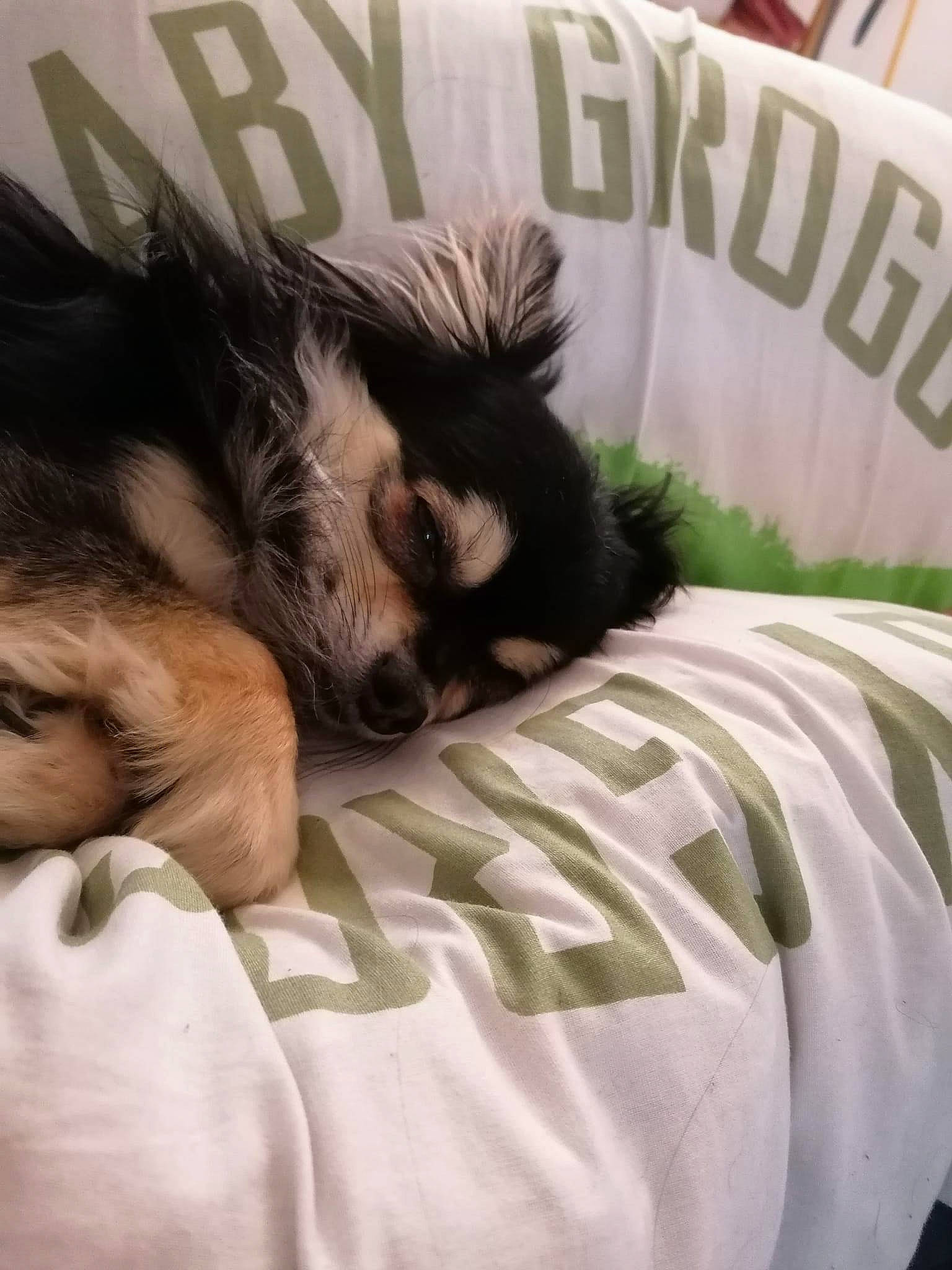 Bubble participe au concours pour gagner de l'argent avec cette photo : bed, bedding, carnivore, comfort, companion_dog, dog, dog_breed, duvet, felidae, fur, gesture, linens, mammal, paw, small_to_medium_sized_cats, snout, sporting_group, textile, toy_dog, whiskers