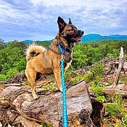 Finley joined the competition — help win amazing prizes! adventure, animal, canine, cloud, collar, dog, forest, greenery, landscape, leash, log, mountain, nature, outdoor, pet, scenery, sky, standing, tree, walking