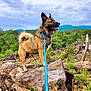 adventure, animal, canine, cloud, collar, dog, forest, greenery, landscape, leash, log, mountain, nature, outdoor, pet, scenery, sky, standing, tree, walking