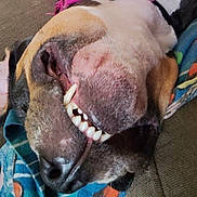 Lucy joined the competition — help win amazing prizes! dog, close_up, smiling, teeth, blanket, lying_down, canine, pet, fur, snout, sleeping, relaxed, indoors, cute, animal, muzzle, resting, portrait, cozy, domestic