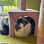 Benji joined the competition — help win amazing prizes! cat, cats, cat_tree, pet, feline, indoor, cozy, fur, window, daylight, green_carpet, pink, cute, animal, resting, household, fluffy, relaxed, two_animals, hiding