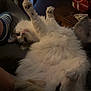 cat, fluffy, white, paws, relaxing, lying_down, indoor, couch, cozy, furniture, home, pet, animal, soft, cute, playful, resting, fur, whiskers, domestic