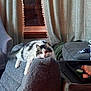 Benji joined the competition — help win amazing prizes! cat, furniture, chair, couch, curtains, window, indoor, relaxation, pet, cozy, gray, home, feet, tray, blanket, pattern, lounging, domestic, animal, resting