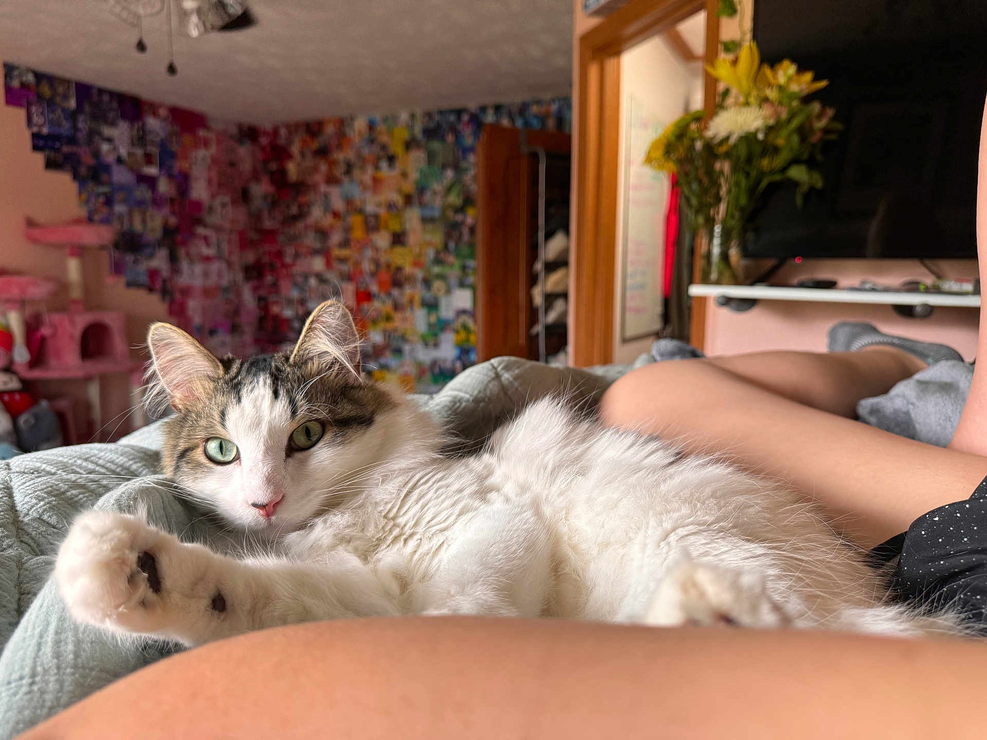 Benji