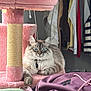 Miso is registered to the contest to win money with this photo: cat, blue_eyes, fluffy, pink_cat_tree, indoor, backpack, clothing, closet, resting, pet, feline, fur, collar, tag, relaxed, household, cozy, portrait, domestic_animal, curious