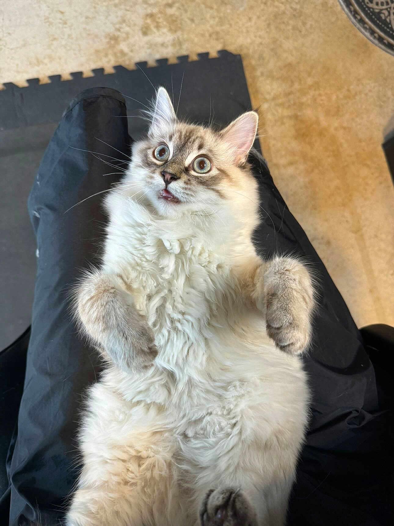 Miso joined the competition — help win amazing prizes! cat, fluffy, wide_eyes, surprised, pet, animal, indoor, fur, paw, lap, black_clothing, floor, cute, whiskers, ears, relaxed, playful, domestic_cat, mammal, expression