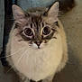 Miso joined the competition — help win amazing prizes! cat, fluffy, wide_eyes, sitting, curious, indoor, pet, feline, whiskers, tail, fur, looking_up, domestic_animal, cute, closeup, animal, mammal, face, alert, soft