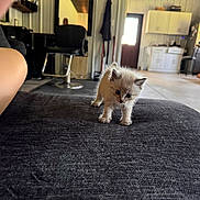 Miso is registered to the contest to win money with this photo: animal, cabinet, cat, couch, cozy, curious, cute, door, floor, fluffy, furniture, home, indoor, kitchen, kitten, light, pet, room, small, young