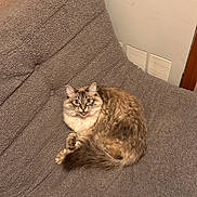 Miso joined the competition — help win amazing prizes! cat, feline, pet, fluffy, indoor, cozy, blanket, couch, fur, animal, cute, tabby, relaxed, domestic, whiskers, tail, alert, wide_eyes, resting, home