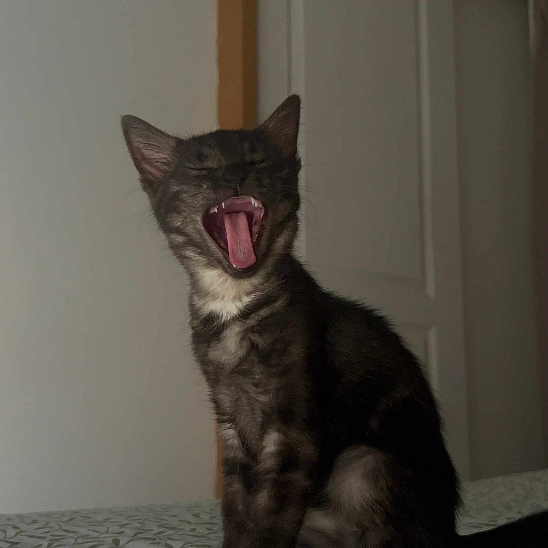 Léon participe au concours pour gagner de l'argent avec cette photo : abyssinian, animal, bed, bodypart, canine, cat, dog, furniture, hardwood, husky, indoors, kitten, manx, mouth, person, pet, plywood, teeth, tongue, wood