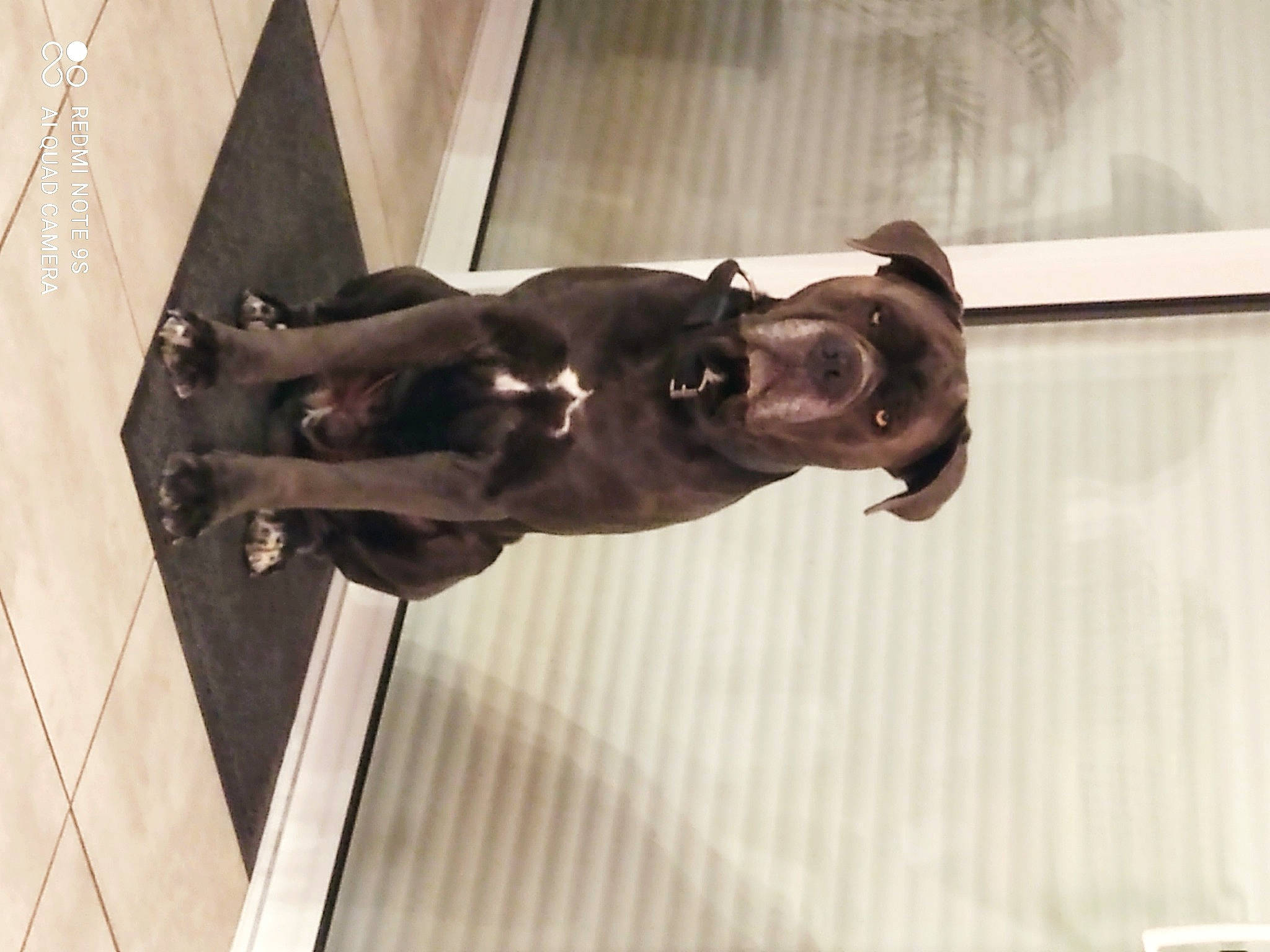 Nox participe au concours pour gagner de l'argent avec cette photo : art, canidae, carnivore, companion_dog, dog, dog_breed, door, fawn, jaw, liver, metal, pet_supply, sculpture, smile, snout, sporting_group, statue, tail, wood, working_animal