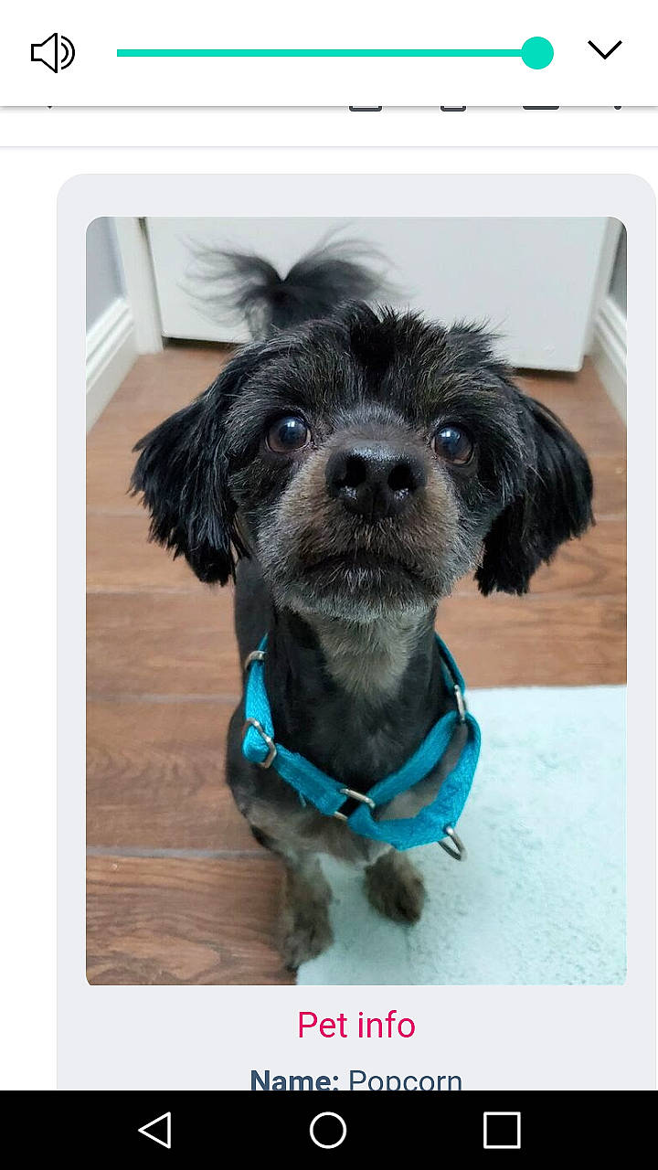 Popcorn joined the competition — help win amazing prizes! canidae, carnivore, collar, companion_dog, dog, dog_breed, dog_collar, dog_supply, electric_blue, fur, leash, liver, pet_supply, puppy, rectangle, small_terrier, snout, sporting_group, toy_dog, working_animal