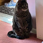 Riley joined the competition — help win amazing prizes! animal, blue_sneaker, cat, corner, domestic, fluffy_rug, fur, grey_pants, indoor, looking, person_leg, pet, pink_carpet, quiet, rug, side_view, sitting, sunlight, tabby_cat, wall