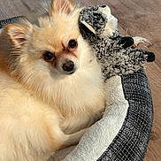 Snowden is registered to the contest to win money with this photo: animal, companion, cozy, cream_colored, cute, dog, domestic_animal, ears, eyes, face, fluffy, fur, indoor, laying_down, nose, pet_bed, relaxed, stuffed_toy, toy, wooden_floor