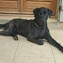 dog, black_dog, lying_down, floor, tiles, door, wooden_door, chain_collar, pet, animal, outdoor, resting, canine, quiet, calm, watchful, domestic_animal, mammal, companion, paw