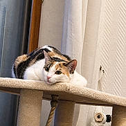 Abyss participe au concours pour gagner de l'argent avec cette photo : cat, calico_cat, pet, animal, feline, indoors, cat_tree, scratching_post, plush, lounging, lying_down, relaxed, portrait, whiskers, ears, green_eyes, white_fur, orange_fur, black_fur, curtains
