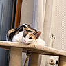 cat, calico_cat, pet, animal, feline, indoors, cat_tree, scratching_post, plush, lounging, lying_down, relaxed, portrait, whiskers, ears, green_eyes, white_fur, orange_fur, black_fur, curtains