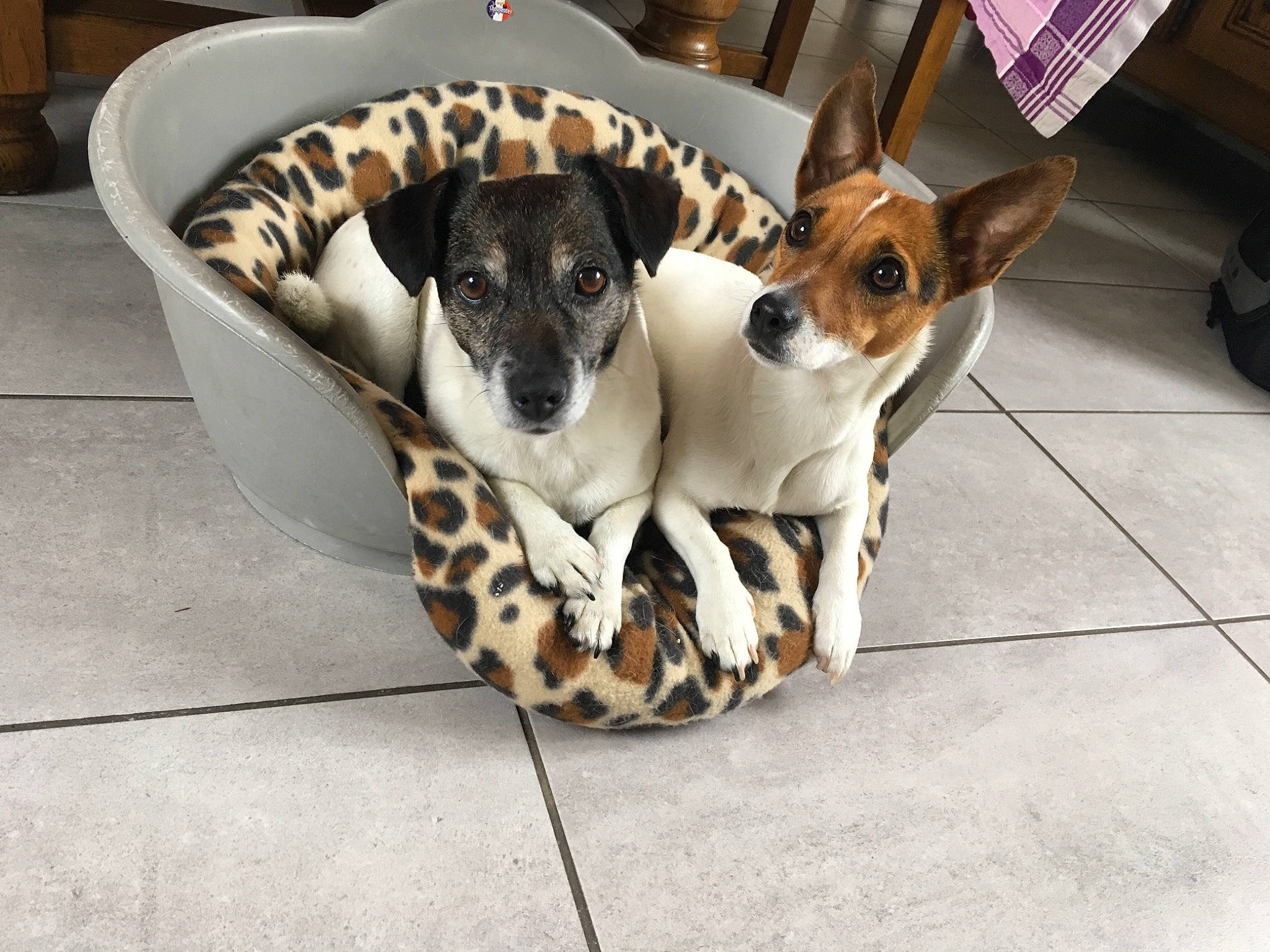 Choupette a rejoint le concours — aidez-le/la à gagner de superbes lots ! brazilian_terrier, canidae, carnivore, companion_dog, dog, dog_breed, fawn, feist, fox_terrier, mammal, miniature_fox_terrier, rat_terrier, smooth_fox_terrier, snout, street_dog, teddy_roosevelt_terrier, tenterfield_terrier, vertebrate