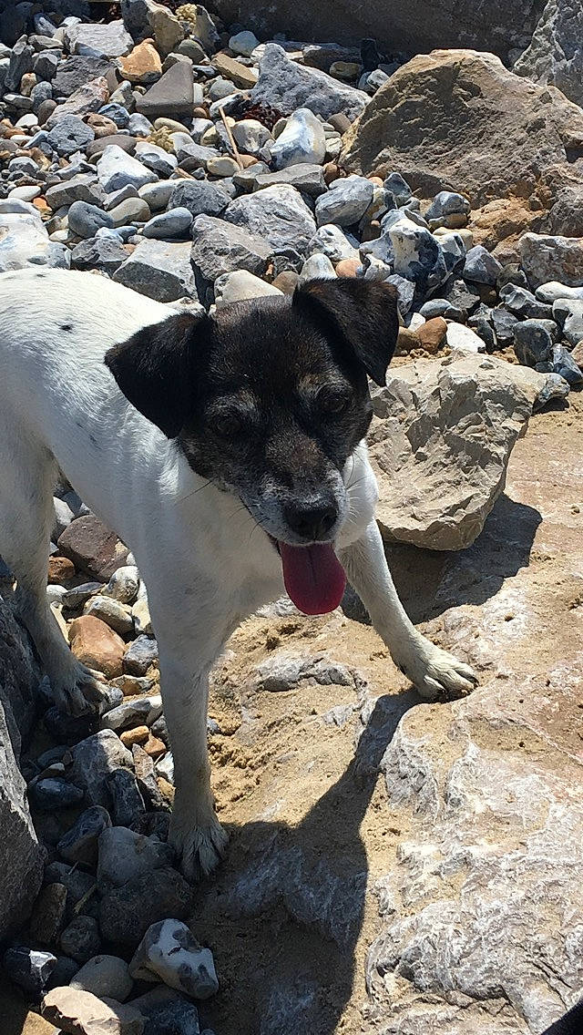 Choupette a rejoint le concours — aidez-le/la à gagner de superbes lots ! adventure, canidae, carnivore, dog, dog_breed, feist, hunting_dog, potcake_dog, rare_breed_dog, rock, sporting_group