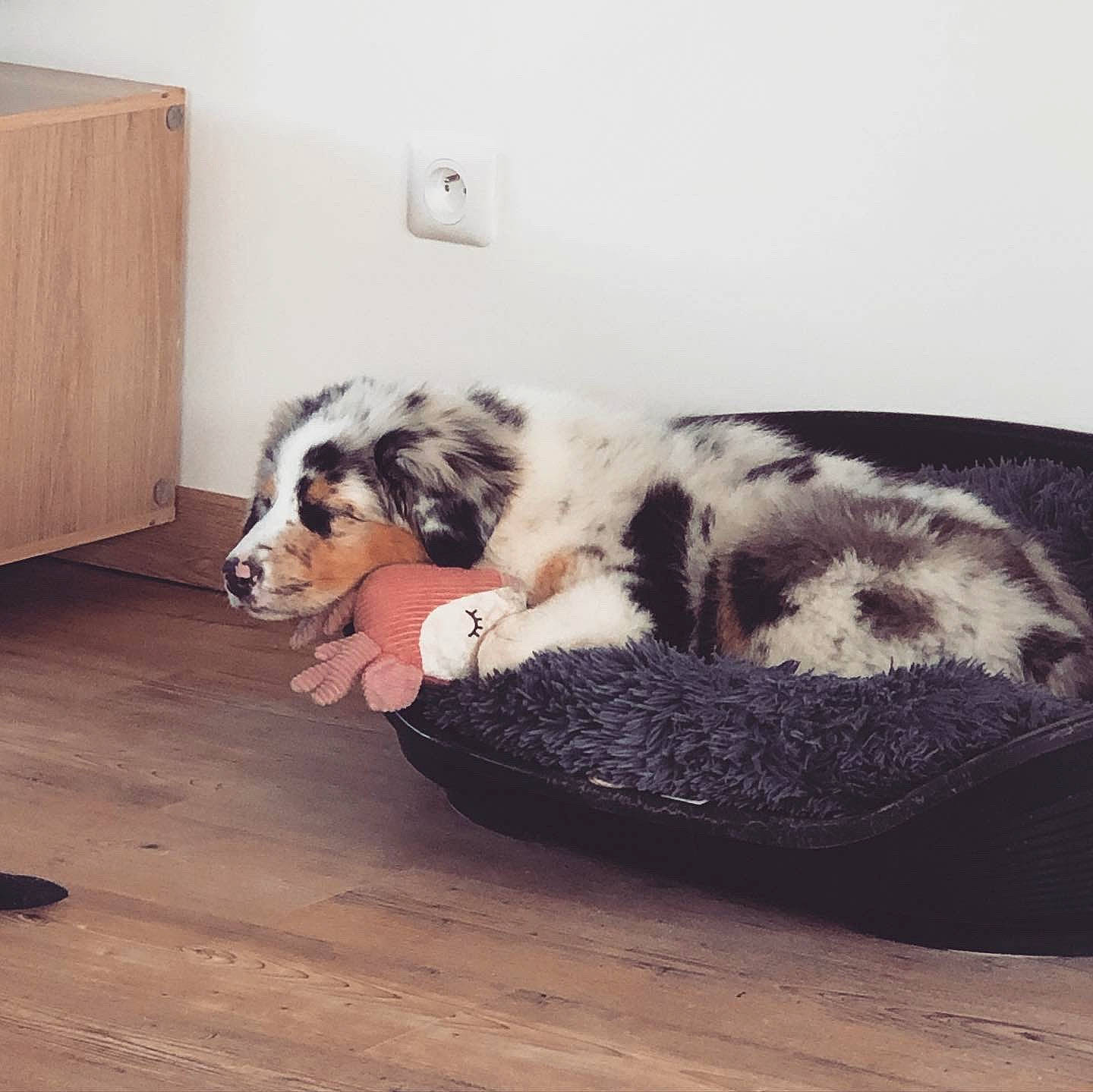 Roly a rejoint le concours — aidez-le/la à gagner de superbes lots ! australian_shepherd, canidae, carnivore, companion_dog, dog, dog_breed, great_dane, mammal, miniature_australian_shepherd, texas_heeler, vertebrate, working_dog