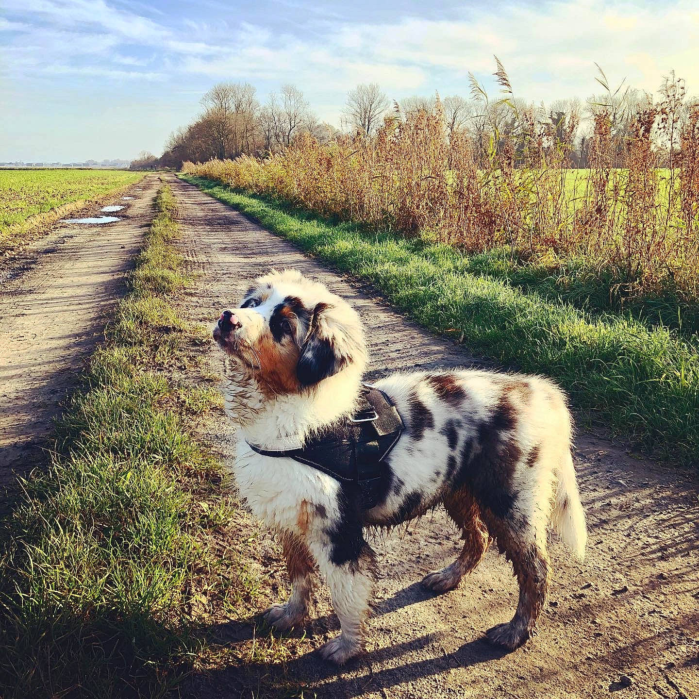 Roly participe au concours pour gagner de l'argent avec cette photo : australian_shepherd, canidae, carnivore, dog, dog_breed, mammal, miniature_australian_shepherd, mountain, setter, sky, sporting_group, vertebrate