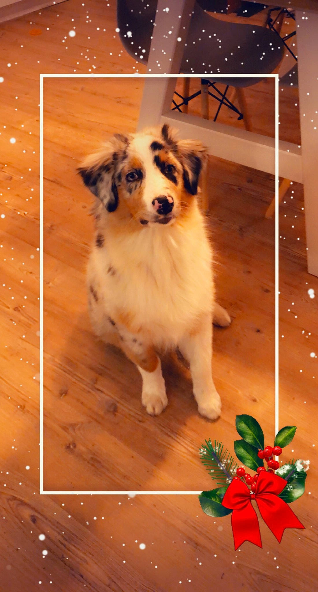 Roly participe au concours pour gagner de l'argent avec cette photo : australian_shepherd, border_collie, canidae, carnivore, companion_dog, dog, dog_breed, fawn, herding_dog, mammal, miniature_australian_shepherd, puppy, sporting_group, vertebrate