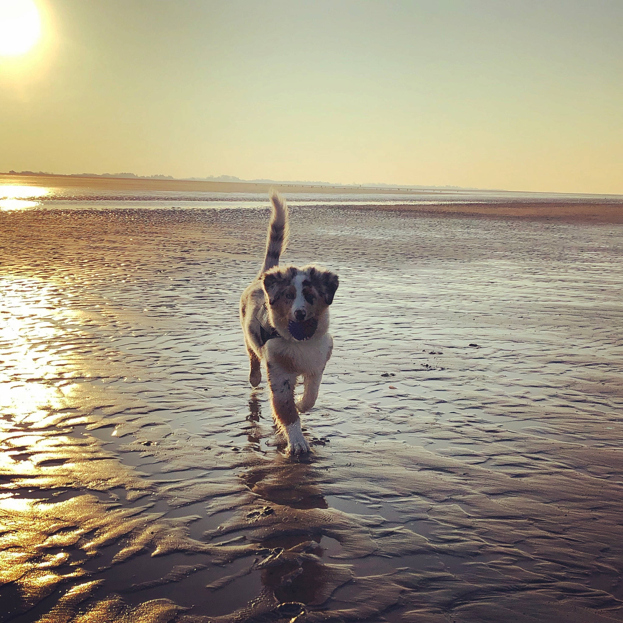 Roly participe au concours pour gagner de l'argent avec cette photo : beach, calm, canidae, carnivore, cloud, dog, dog_breed, fun, happy, morning, ocean, puggle, sea, sky, sporting_group, summer, sunset, vacation, water, working_dog