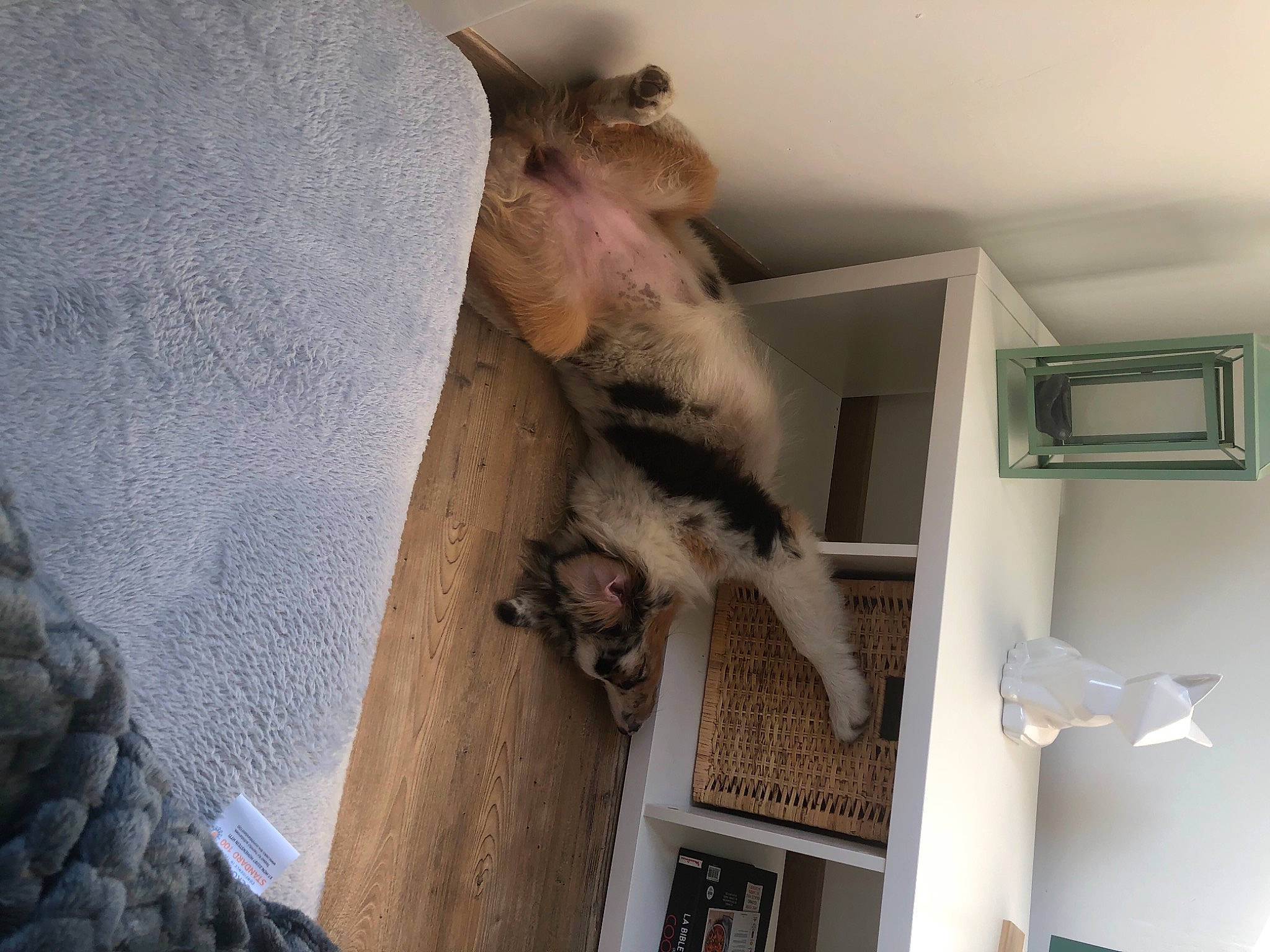 Roly participe au concours pour gagner de l'argent avec cette photo : carnivore, cat, fawn, felidae, kitten, room, small_to_medium_sized_cats, tail