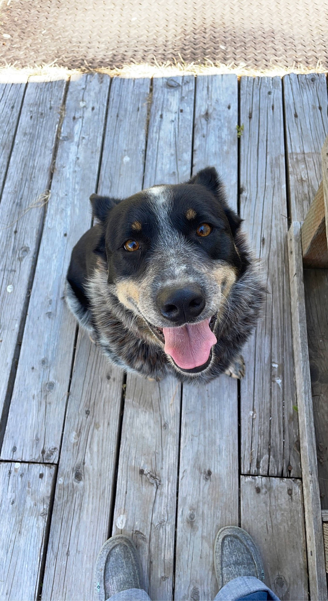 Dax is registered to the contest to win money with this photo: australian_cattle_dog, ball, canidae, carnivore, collar, companion_dog, dog, dog_breed, dog_collar, fur, hardwood, herding_dog, plank, plant, snout, sporting_group, whiskers, window, wood, working_animal