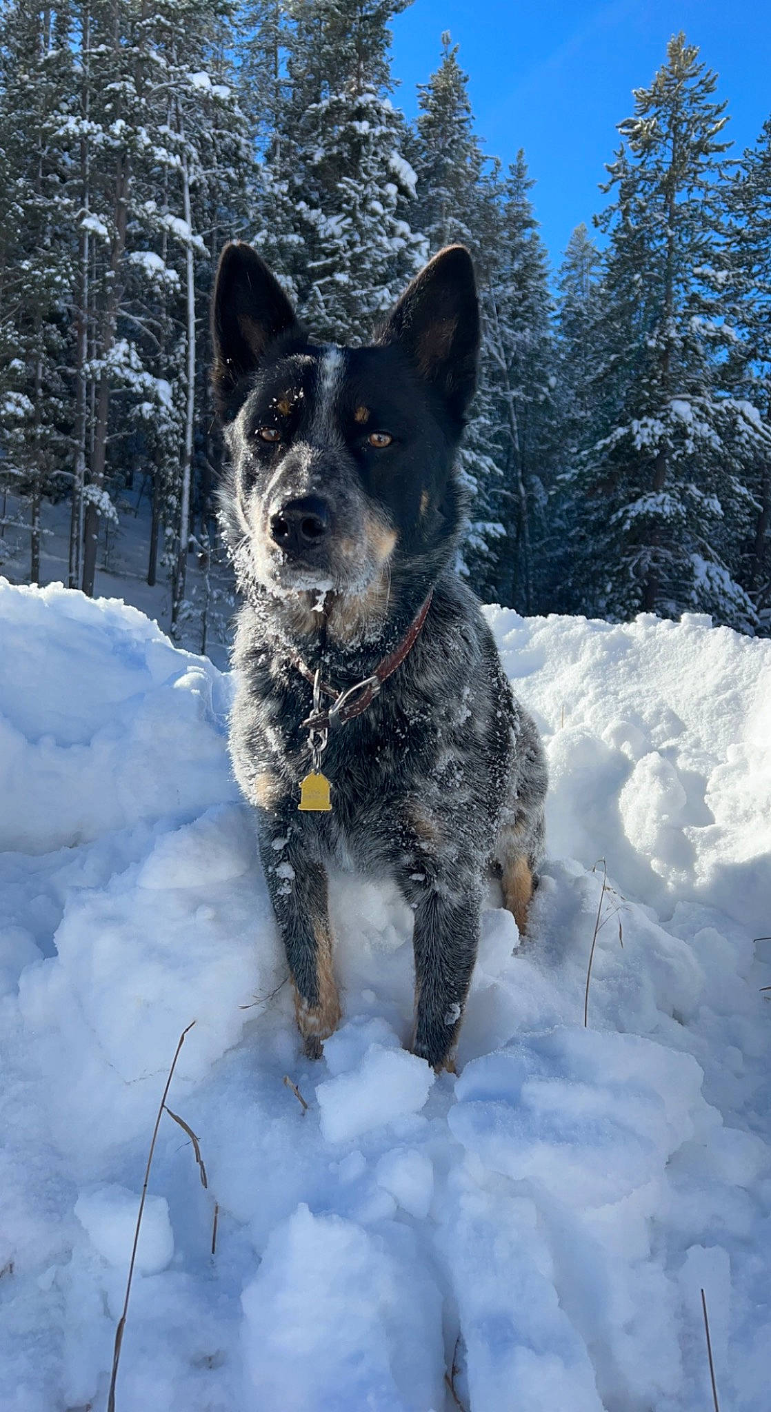 Dax is registered to the contest to win money with this photo: australian_cattle_dog, canidae, carnivore, dog, dog_breed, freezing, guard_dog, herding_dog, plant, recreation, sky, snout, snow, sporting_group, tree, walking, water, winter, working_animal, working_dog