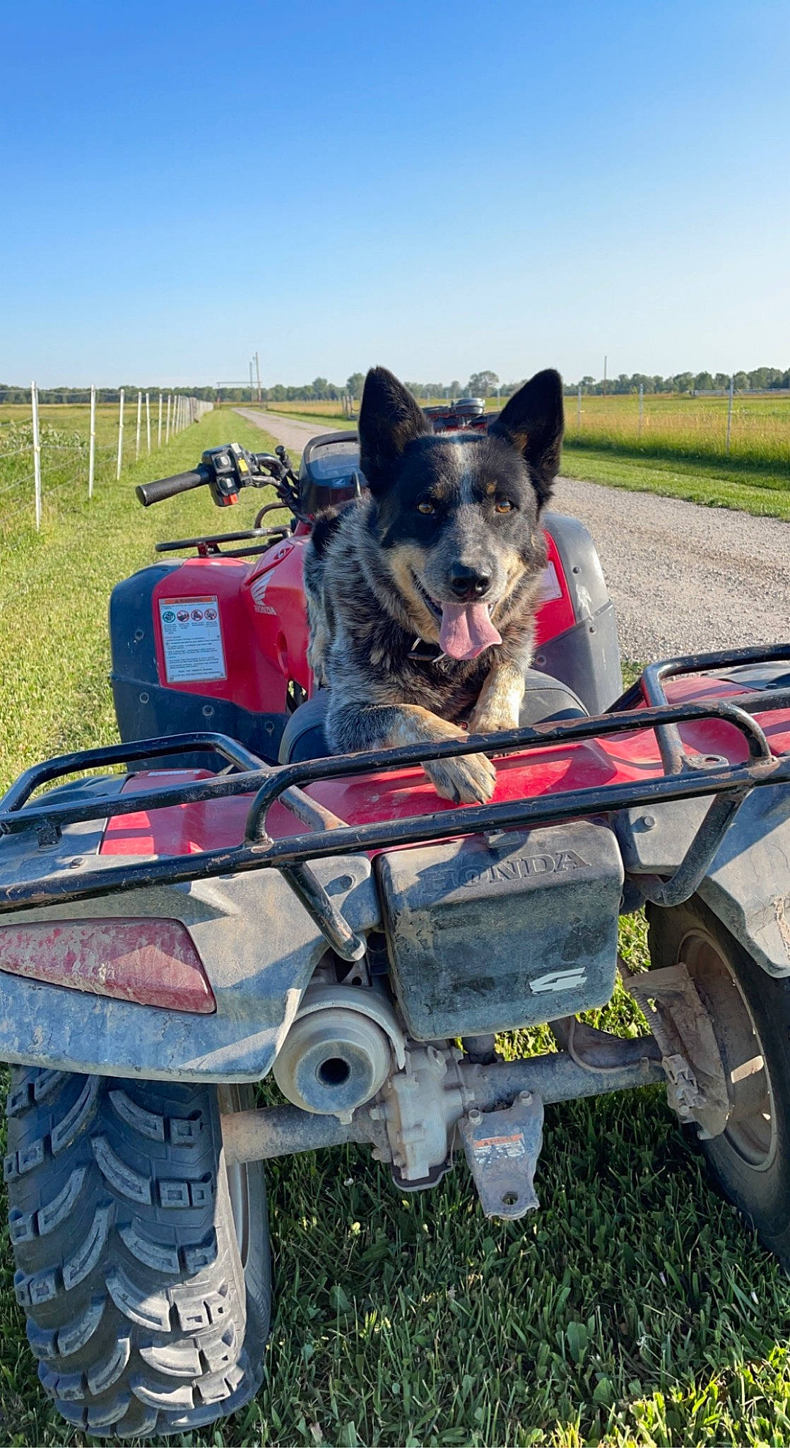 Dax is registered to the contest to win money with this photo: adventure, auto_part, automotive_tire, canidae, carnivore, dog, dog_breed, grassland, luggage_and_bags, motor_vehicle, plant, recreation, sky, sporting_group, tire, travel, tree, vehicle, wheel, working_animal