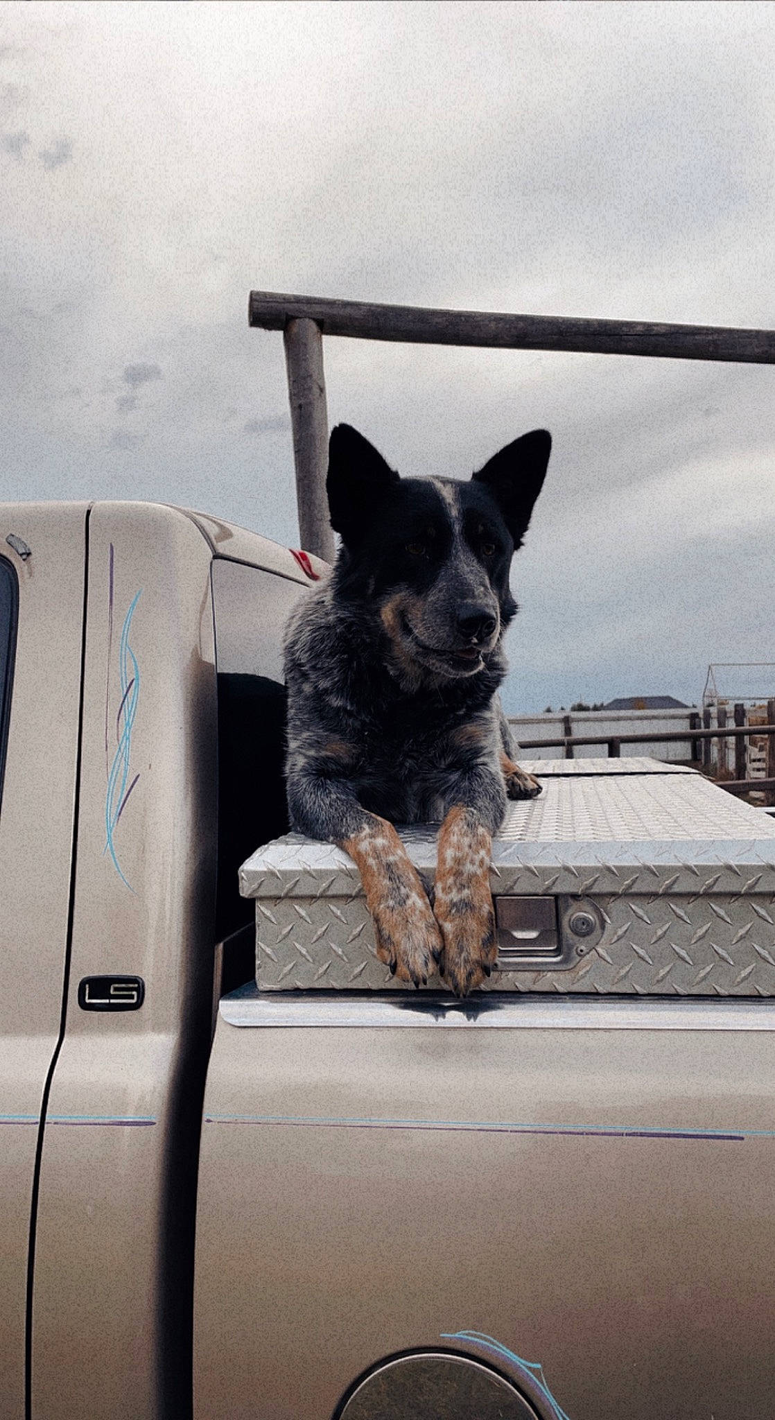 Dax is registered to the contest to win money with this photo: auto_part, automotive_exterior, automotive_tire, carnivore, cloud, dog, dog_breed, fender, hood, light_commercial_vehicle, mammal, motor_vehicle, sky, snout, sporting_group, vehicle, vehicle_door, vertebrate, window, windshield