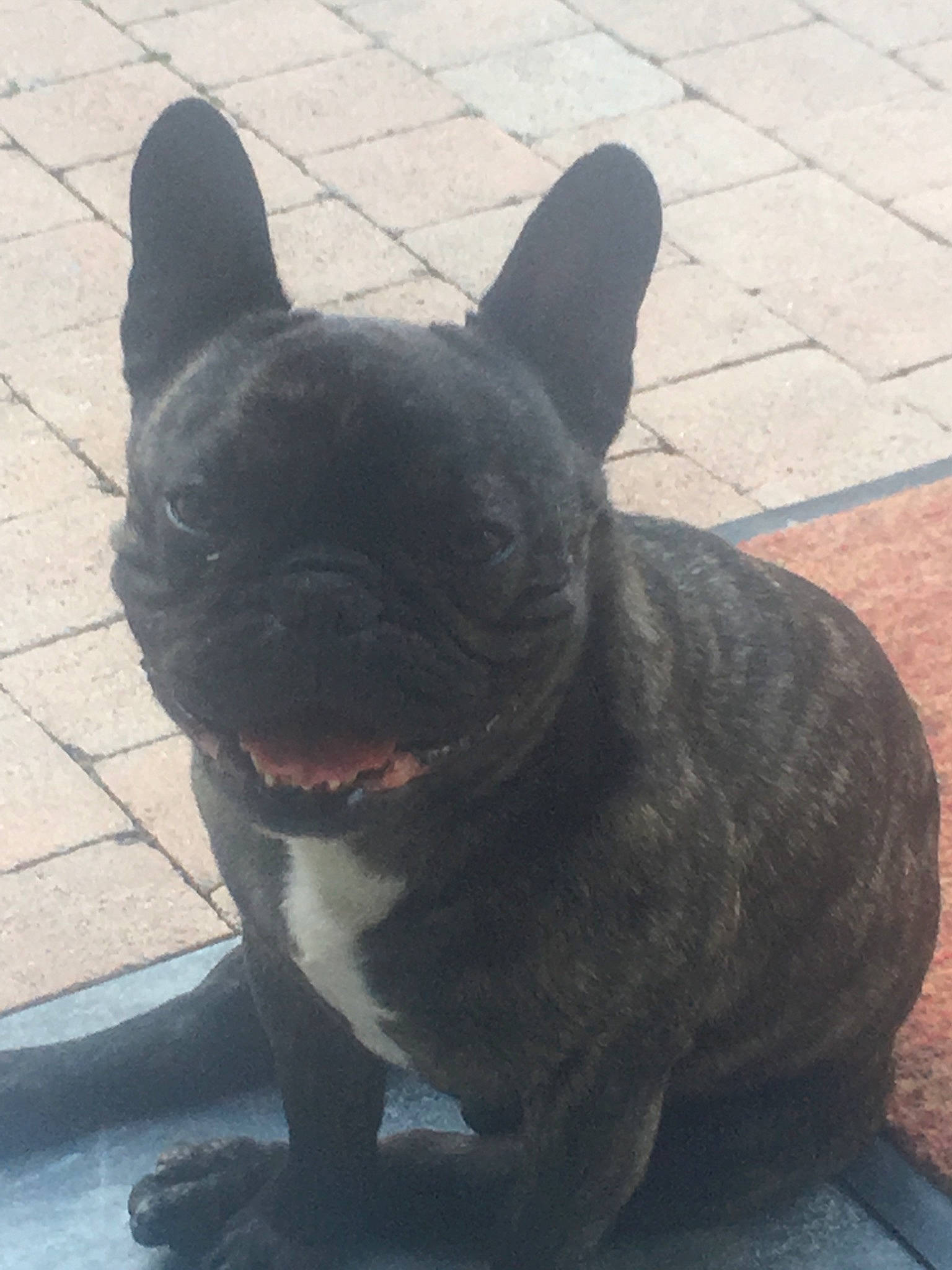 Jarod a rejoint le concours — aidez-le/la à gagner de superbes lots ! canidae, carnivore, companion_dog, dog, dog_breed, fawn, french_bulldog, mammal, non_sporting_group, puppy, sky, snout, toy_bulldog, vertebrate