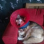 Balou a rejoint le concours — aidez-le/la à gagner de superbes lots ! animal, canine, comfortable, cone, cozy, dog, domestic, ears, fur, furniture, home, husky, indoor, paw, pet, red_couch, relaxed, resting, sleeping, tail