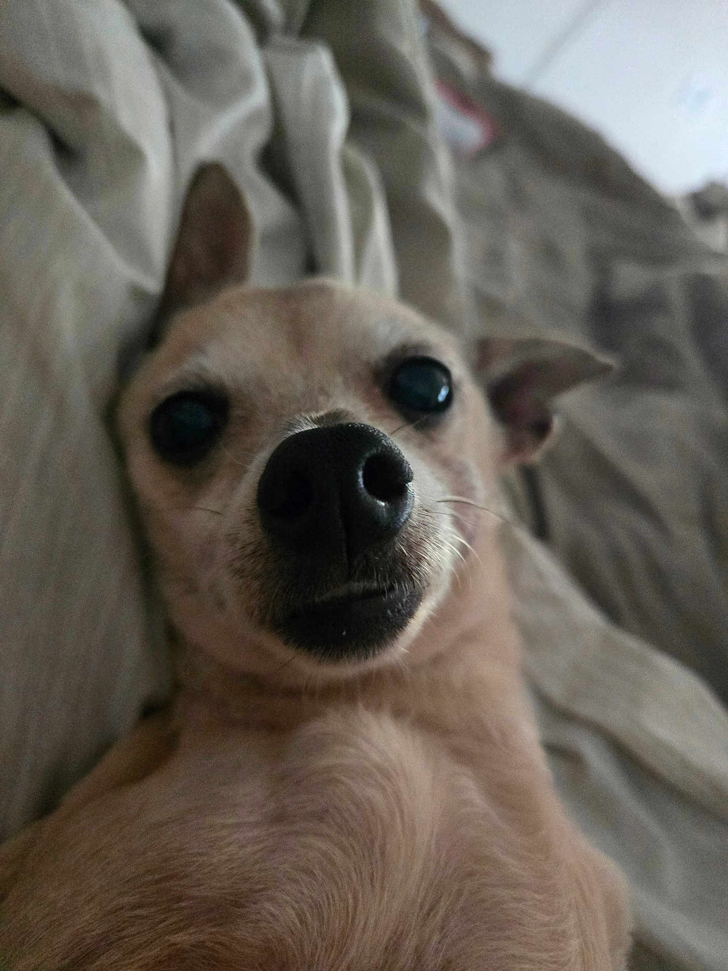 Ashee Bear is registered to the contest to win money with this photo: dog, close_up, pet, animal, bed, blanket, fur, nose, ears, lying_down, cute, domestic_animal, indoor, portrait, canine, whiskers, soft_lighting, relaxed, small_dog, sleepy