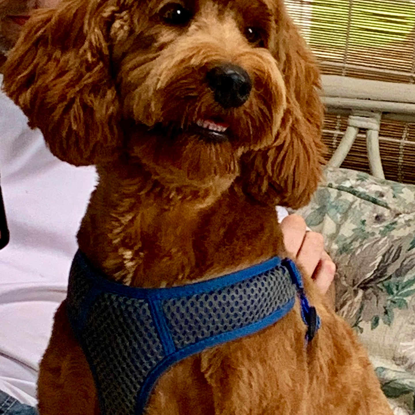 Harper