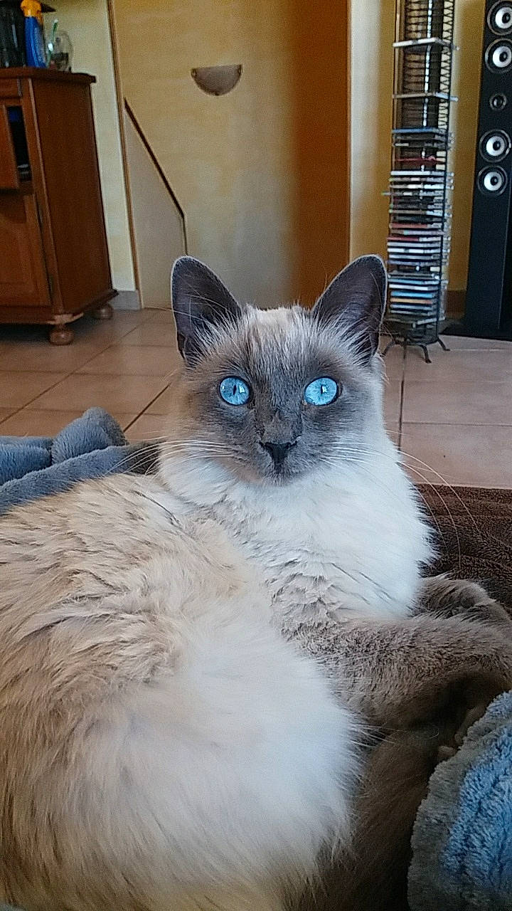 Naya participe au concours pour gagner de l'argent avec cette photo : asian_semi_longhair, balinese, birman, carnivore, cat, colorpoint_shorthair, domestic_long_haired_cat, felidae, himalayan, javanese, mammal, ojos_azules, ragdoll, siamese, small_to_medium_sized_cats, snowshoe, thai, tonkinese, vertebrate, whiskers