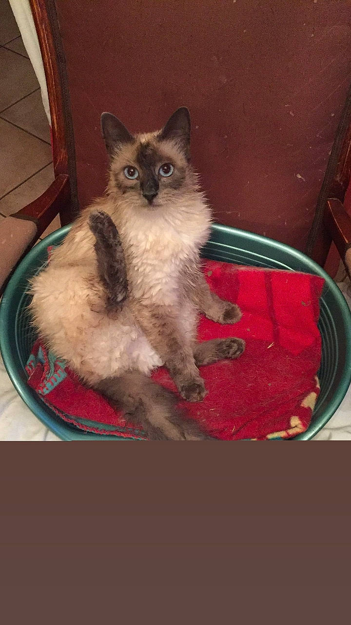 Naya a rejoint le concours — aidez-le/la à gagner de superbes lots ! asian_semi_longhair, balinese, birman, carnivore, cat, domestic_long_haired_cat, fawn, felidae, himalayan, kitten, mammal, ragdoll, selkirk_rex, siamese, small_to_medium_sized_cats, snowshoe, thai, tonkinese, vertebrate, whiskers