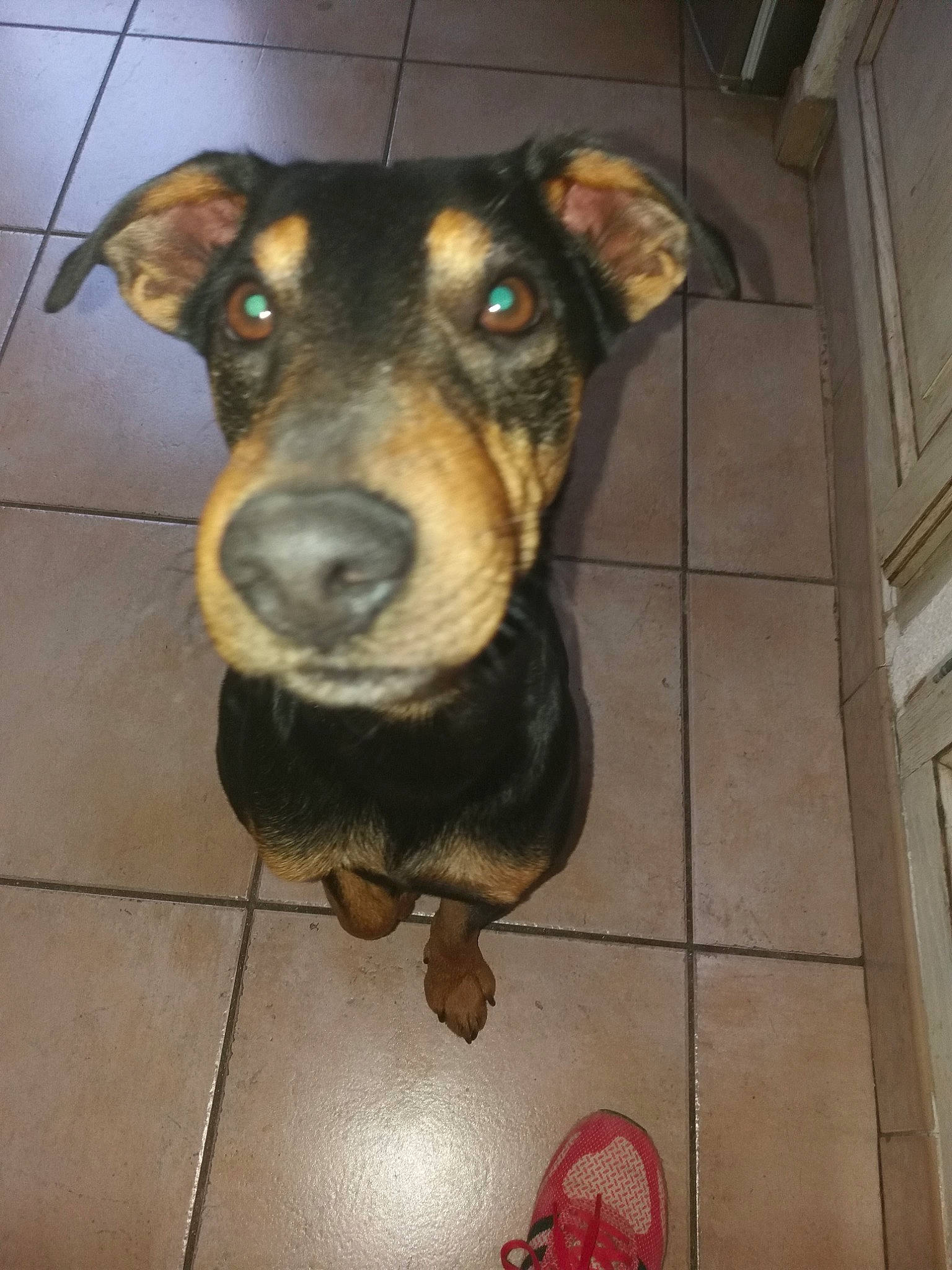 Chippeur participe au concours pour gagner de l'argent avec cette photo : black_and_tan_terrier, canidae, carnivore, dog, dog_breed, guard_dog, huntaway, jagdterrier, mammal, miniature_pinscher, pinscher, potcake_dog, snout, street_dog