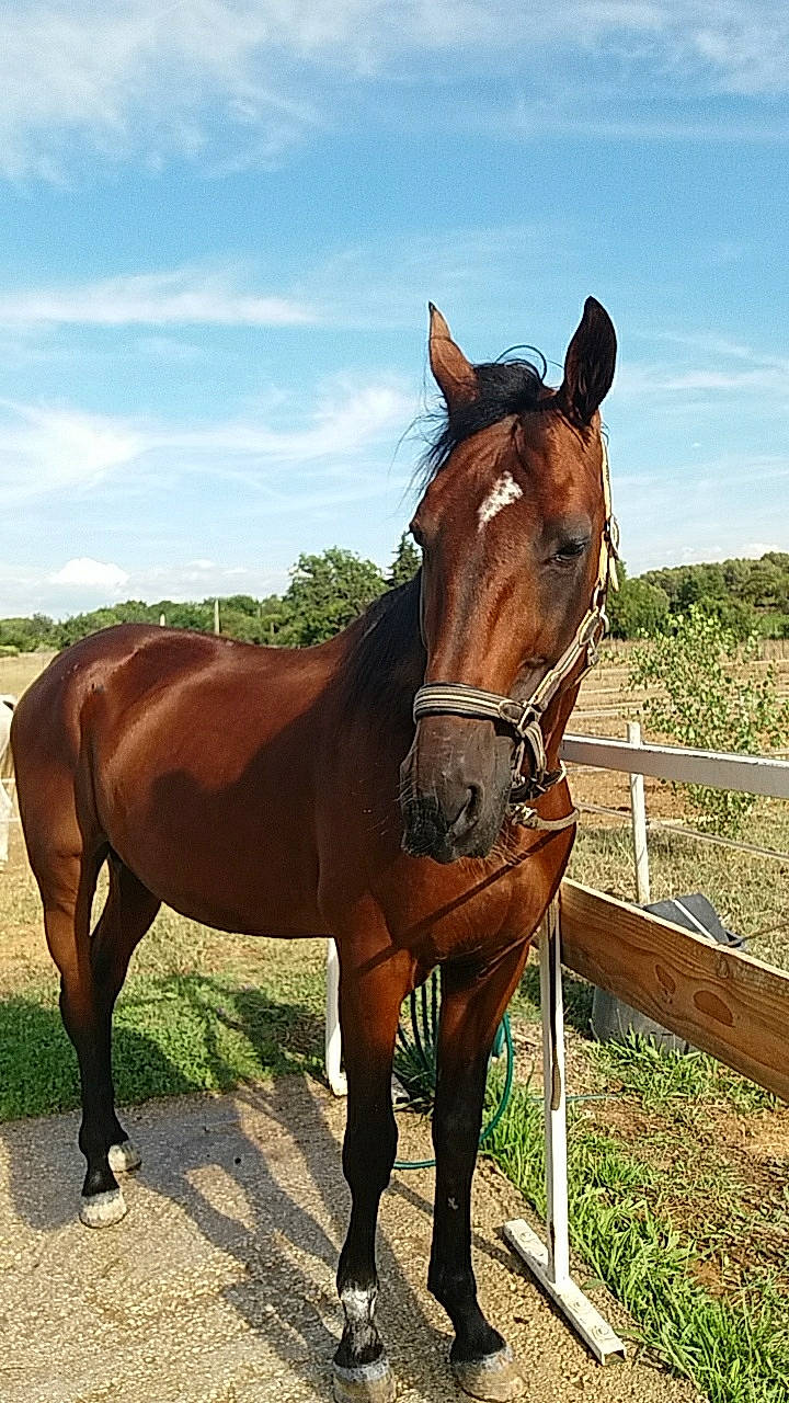 Satelite a rejoint le concours — aidez-le/la à gagner de superbes lots ! bridle, halter, horse, horse_supplies, horse_tack, landscape, liver, mammal, mane, mare, mustang_horse, pack_animal, pasture, ranch, rein, sky, snout, sorrel, stallion, vertebrate