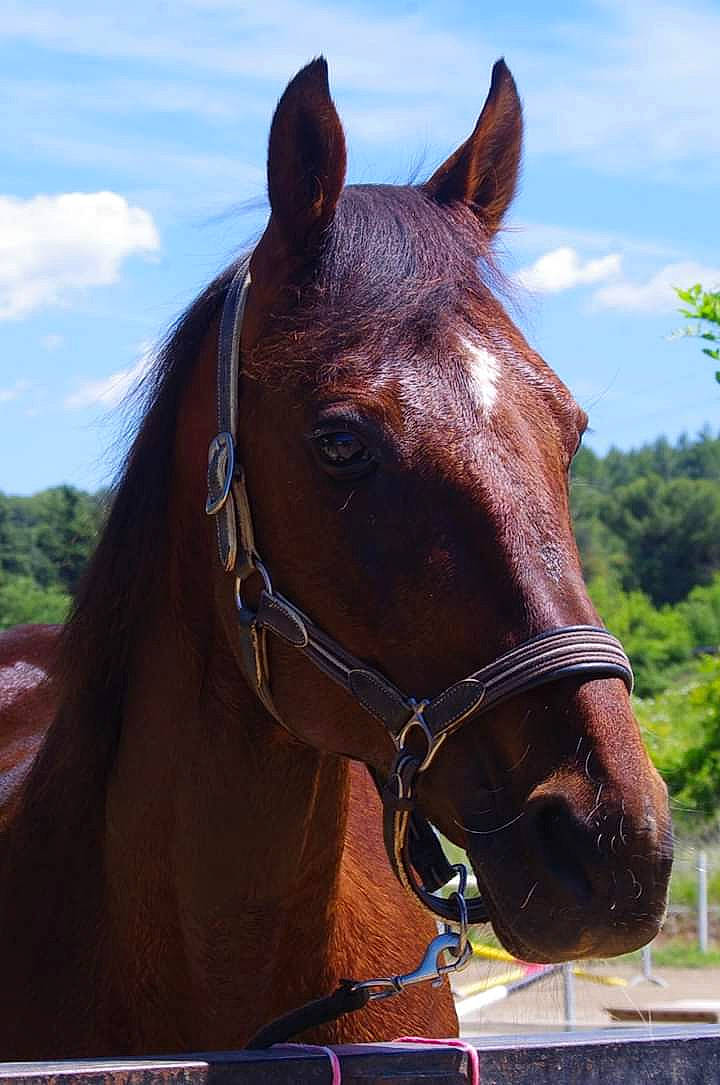 Satelite a rejoint le concours — aidez-le/la à gagner de superbes lots ! bit, bridle, halter, horse, horse_harness, horse_supplies, horse_tack, liver, livestock, mammal, mane, mare, mustang_horse, neck, rein, sky, snout, sorrel, stallion, vertebrate