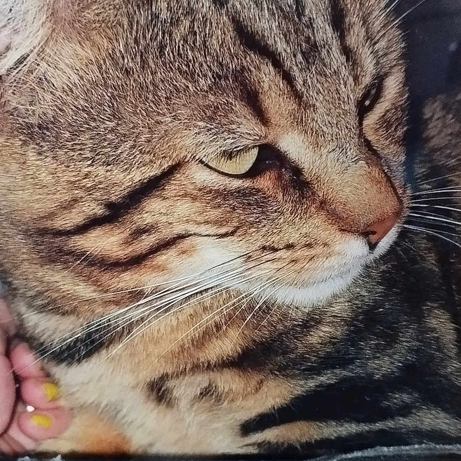 Kikitou