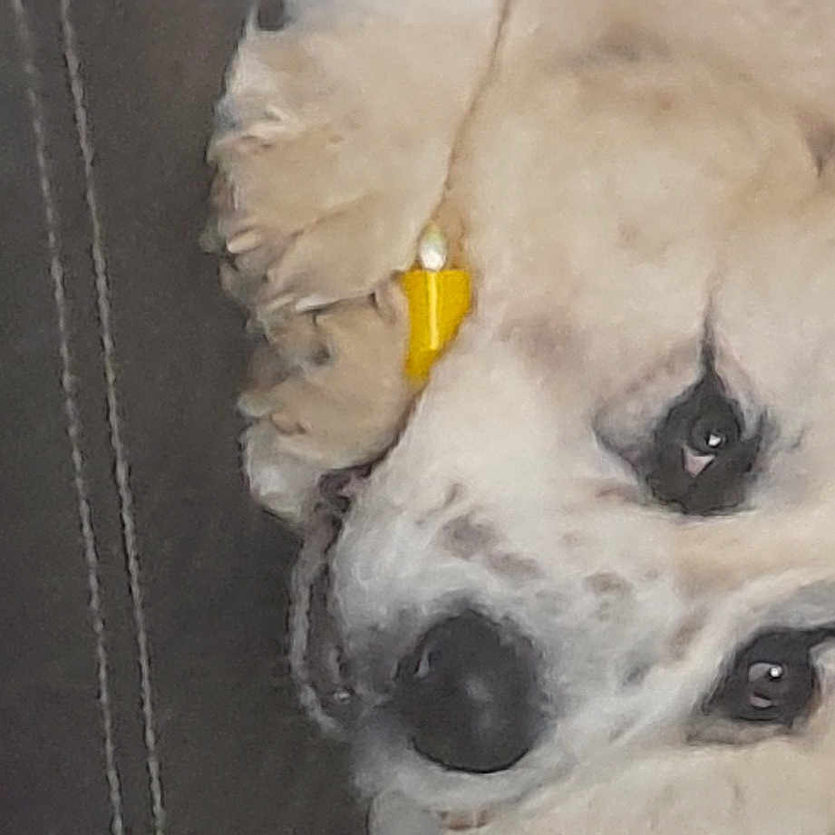 Tango
