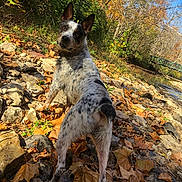 Crash joined the competition — help win amazing prizes! animal, autumn, blue_sky, canine, collar, curious, daylight, dog, fall, forest, landscape, leaves, nature, outdoor, pets, playful, riverbank, rocks, speckled_coat, trees