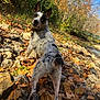 animal, autumn, blue_sky, canine, collar, curious, daylight, dog, fall, forest, landscape, leaves, nature, outdoor, pets, playful, riverbank, rocks, speckled_coat, trees