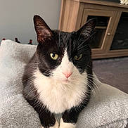 Tombstone is registered to the contest to win money with this photo: cat, tuxedo_cat, pet, indoor, green_eyes, fur, whiskers, cushion, soft, furniture, wooden_cabinet, flower_pot, living_room, carpet, close_up, animal, cute, relaxed, domestic_cat, portrait