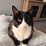 cat, tuxedo_cat, pet, indoor, green_eyes, fur, whiskers, cushion, soft, furniture, wooden_cabinet, flower_pot, living_room, carpet, close_up, animal, cute, relaxed, domestic_cat, portrait